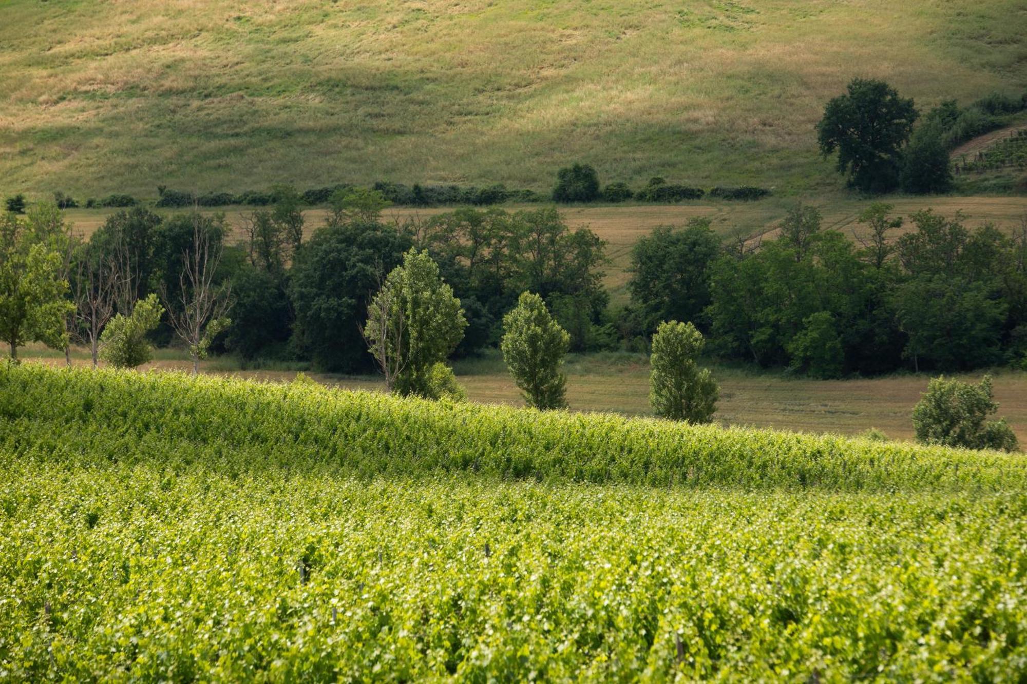 Vittoria Chianti Vacations Daire Poggibonsi Dış mekan fotoğraf