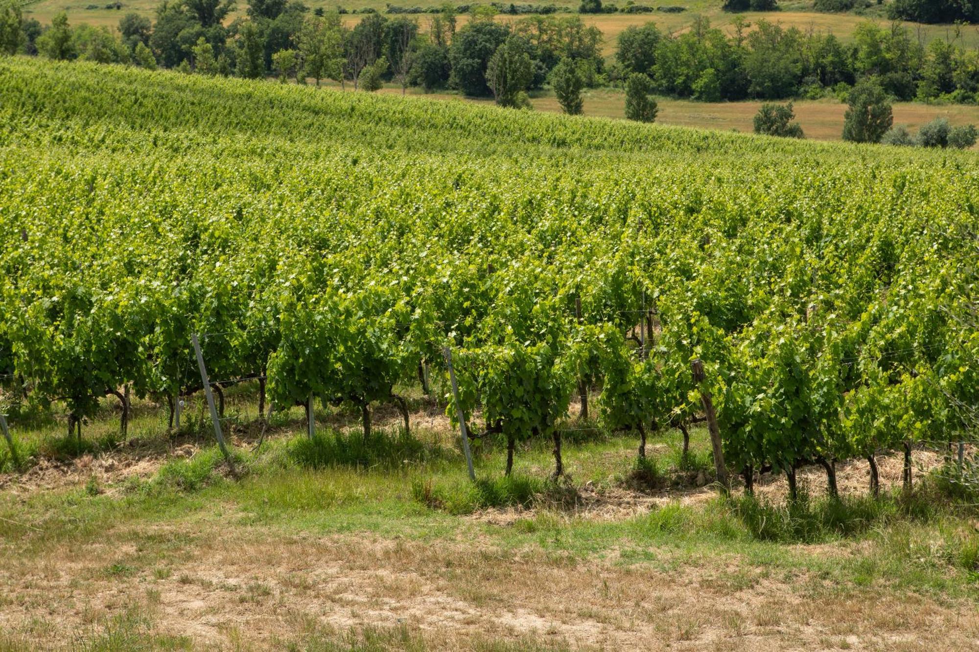 Vittoria Chianti Vacations Daire Poggibonsi Dış mekan fotoğraf